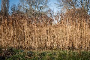 Riet