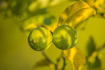 Zitronen auf einem Ast