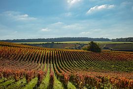 Champagner die Weinberge von anne droogsma