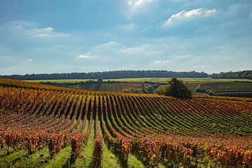Champagner die Weinberge von anne droogsma