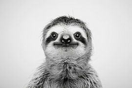 Faultier von Poster Art Shop