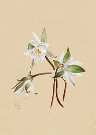 Waterlelies (1879) van Pictufy