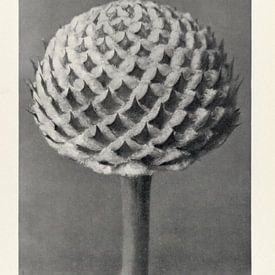 Botanische Studie aus dem Jahr 1928 von Affect Fotografie
