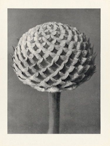 Botanische studie uit 1928 (gezien bij VTWonen)