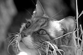 Katze 11 von Miroslav Ptacek