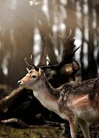 Damhert in de zon II