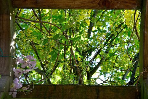 Ingelijste Laburnum