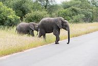 olifant met jong steekt de weg over van ChrisWillemsen thumbnail