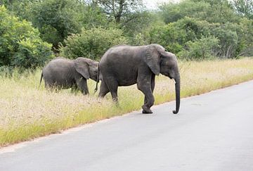 olifant met jong steekt de weg over