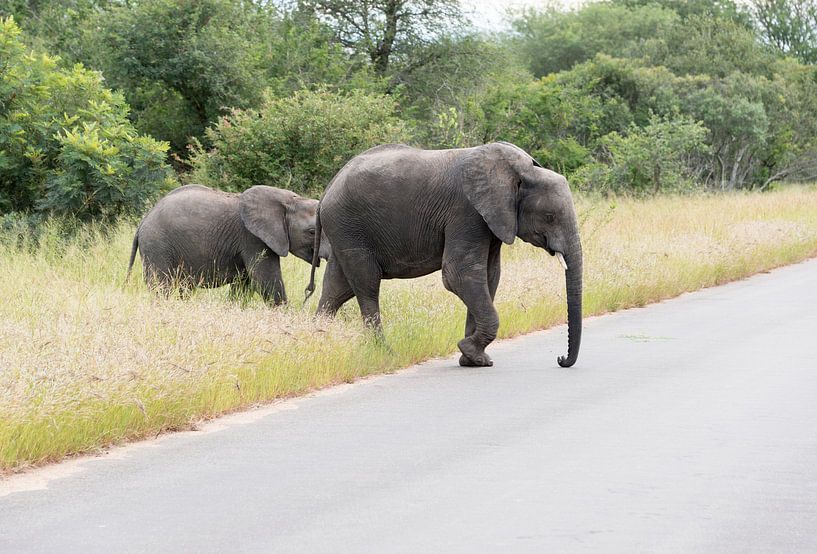 olifant met jong steekt de weg over van ChrisWillemsen
