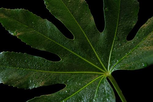 Botanical Geometry