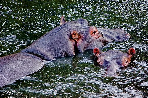 Nijlpaarden
