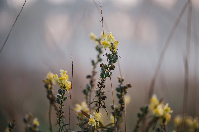 gelbe Blumen im Nebel von Tania Perneel