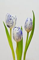Delfts Blauwe Tulp