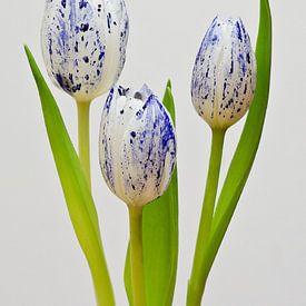 Tulipe bleue de Delft sur Sebastiaan van Venetiën