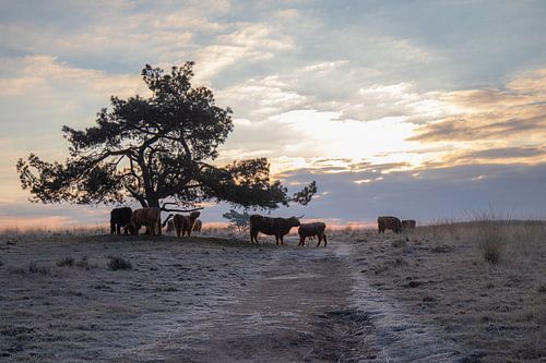Schotse hooglanders op de Terletse heide