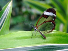 Greta Oto ( Glasvleugelvlinder ) Tropische vlinder - Collectie 2018 by Jan van Bruggen