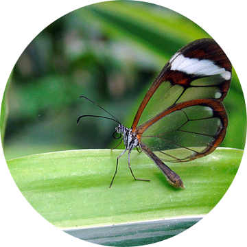 Greta Oto ( Glasvleugelvlinder ) Tropische vlinder - Collectie 2018 van Jan van Bruggen