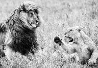 lions