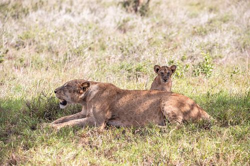 Baby leeuw achter zijn leeuwenmoeder, Kenia Safari