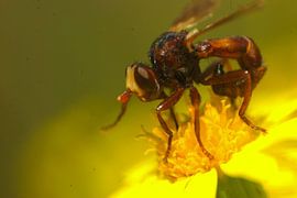 Peur de la mouche ? sur Klaas Dozeman