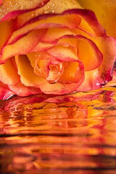 "Die trauernde Rose" von Marjolijn van den Berg