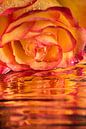 "Die trauernde Rose" von Marjolijn van den Berg Miniaturansicht