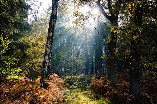 Zonnestraal tussen de bomen