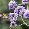 Monarch butterfly by Mark Zanderink