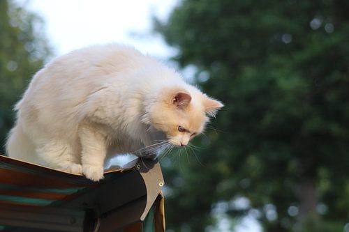 The Cat life