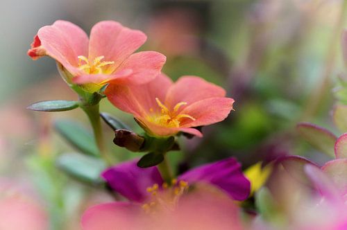 Portulaca in oranje