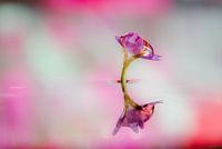 kleine bloem met druppel helder diamant