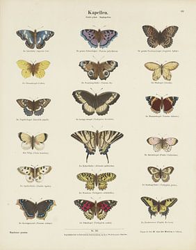 Papillons, Ernst Fröhlich
