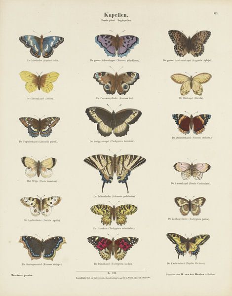 Vlinders,  Ernst Fröhlich van Vintage en botanische Prenten