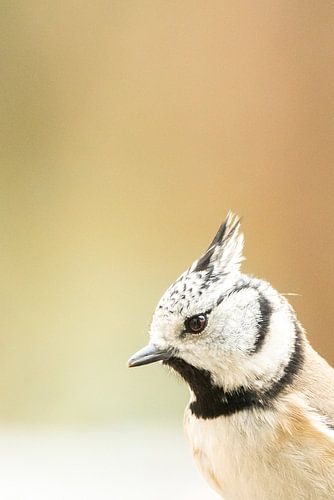 Close-up van een kuifmees