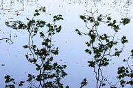 Reflectie van takken met bladeren in het blauwe water van Sjaak den Breeje thumbnail