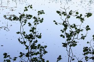 Reflexion von Zweigen mit Blättern im blauen Wasser