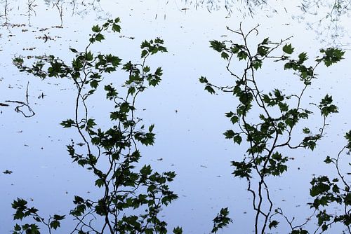 Reflectie van takken met bladeren in het blauwe water
