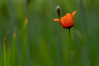 Leuchtender Mohn