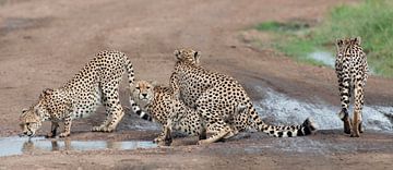 Cheetahs on the Masai Mara, Kenya. by Louis en Astrid Drent Fotografie