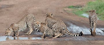 Cheetahs op de Masai Mara, Kenia. van Louis en Astrid Drent Fotografie