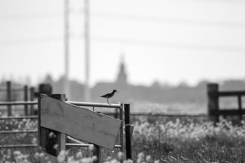 Polderlied ne peut pas être plus hollandais que ça. par Erwin van Eekhout