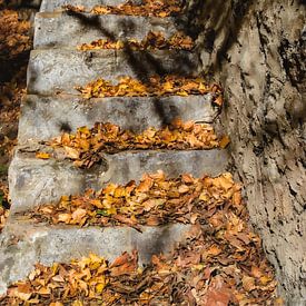 Herfstbladeren op een oude trap van Alice's Pictures