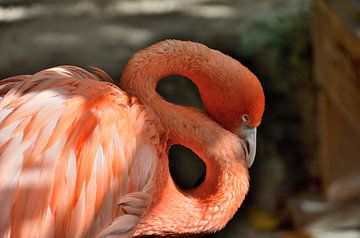 Flamingo in Curaçao by Karel Frielink