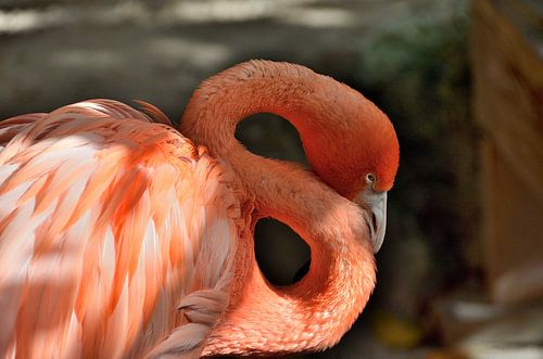 Flamingo in Curaçao