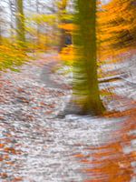 Persoon achter de boom
