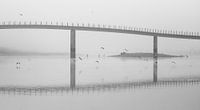 Mistige Meeuwen onder de brug