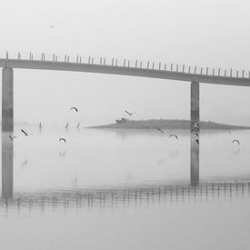 Seagulls in fog