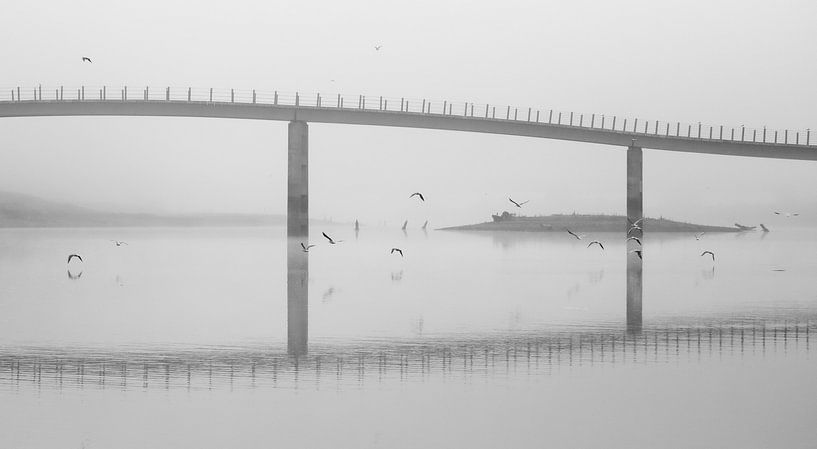 Neblige Möwen unter der Brücke von Thomas van Houten