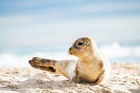 Zeehond bij Grenen, Denemarken